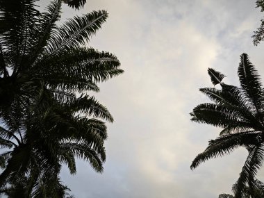 Çerçevenin kenarındaki yapraklı yapraklarla sabah gökyüzüne bakıyorum..