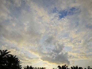 Çerçevenin kenarındaki yapraklı yapraklarla sabah gökyüzüne bakıyorum..