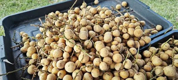 stock image huge piles of fresh Lansium domesticum asian fruits.