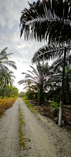 stock image panoramic scene of the bright light at the rural oil palm plantation.