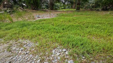 wild overgrown vegetation grasses by the rural dirt roadside. clipart