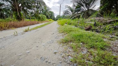 Kırsal toprak yol kenarındaki yabani otlar..