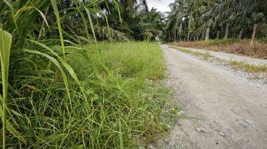 Kırsal toprak yol kenarındaki yabani otlar..