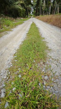 Kırsal toprak yol kenarındaki yabani otlar..