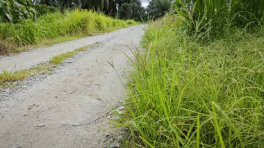 wild overgrown vegetation grasses by the rural dirt roadside. clipart