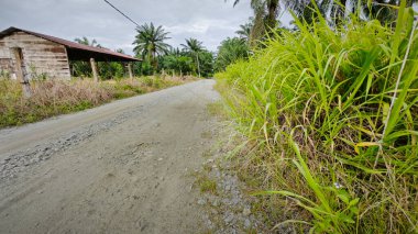 Kırsal toprak yol kenarındaki yabani otlar..