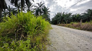 Kırsal toprak yol kenarındaki yabani otlar..