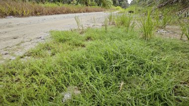 Kırsal toprak yol kenarındaki yabani otlar..