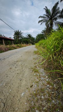 Kırsal toprak yol kenarındaki yabani otlar..