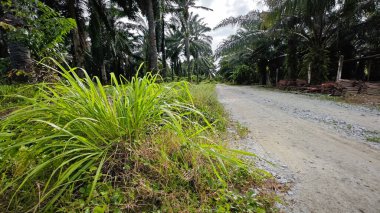 Kırsal toprak yol kenarındaki yabani otlar..