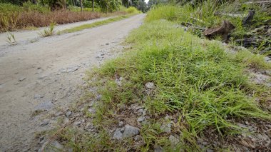 Kırsal toprak yol kenarındaki yabani otlar..