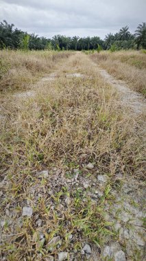 Kırsal toprak yol kenarındaki yabani otlar..