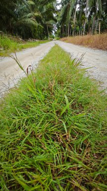 wild overgrown vegetation grasses by the rural dirt roadside. clipart