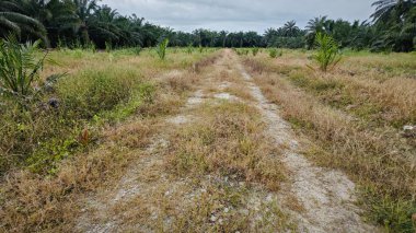 Kırsal toprak yol kenarındaki yabani otlar..