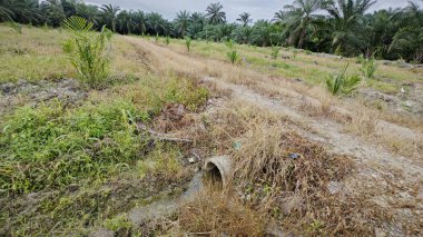 Kırsal toprak yol kenarındaki yabani otlar..