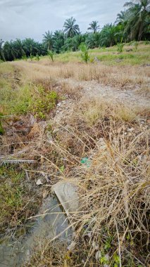 wild overgrown vegetation grasses by the rural dirt roadside. clipart