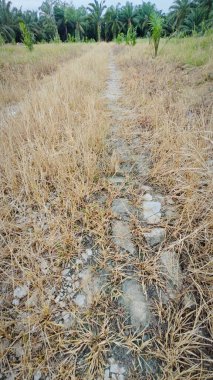 Kırsal toprak yol kenarındaki yabani otlar..