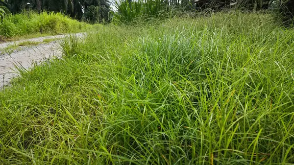 stock image wild overgrown vegetation grasses by the rural dirt roadside.