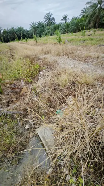 stock image wild overgrown vegetation grasses by the rural dirt roadside.