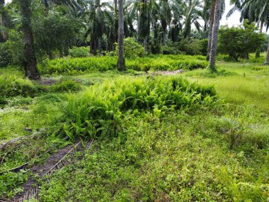 Çalı yaban nephrolepis biserrata eğreltiotu yapraklarının hava sahnesi.