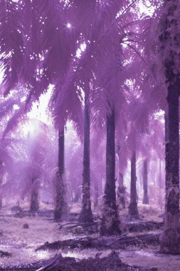 infrared landscape scene  at the outdoor plantation overgrown bushes clipart