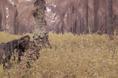 Kızılötesi manzara açık hava plantasyonunda aşırı gelişmiş çalılıklar.