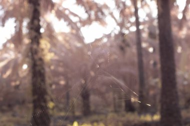 Çalılık çayırdaki örümcek ağı manzarasının kızılötesi görüntüsü. 