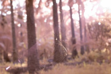 Çalılık çayırdaki örümcek ağı manzarasının kızılötesi görüntüsü. 