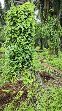 Yeşillik arazisi, açık arazide büyüyen tarla çalıları.   
