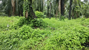 Yeşillik arazisi, açık arazide büyüyen tarla çalıları.   