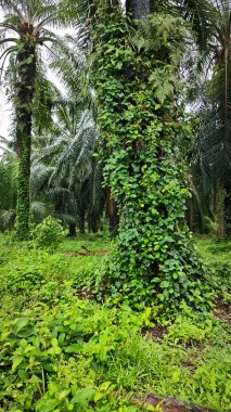 Greenery landscape at the outdoor overgrown plantation bushes    clipart