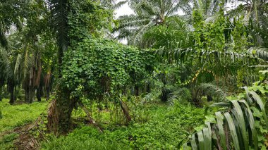 Yeşillik arazisi, açık arazide büyüyen tarla çalıları.   