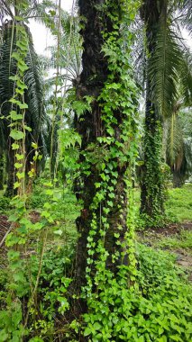 Yeşillik arazisi, açık arazide büyüyen tarla çalıları.   