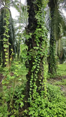 Greenery landscape at the outdoor overgrown plantation bushes    clipart