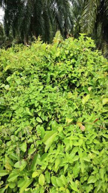 Yeşillik arazisi, açık arazide büyüyen tarla çalıları.   