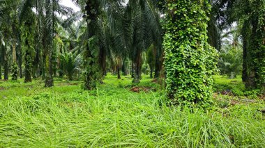 Yeşillik arazisi, açık arazide büyüyen tarla çalıları.   