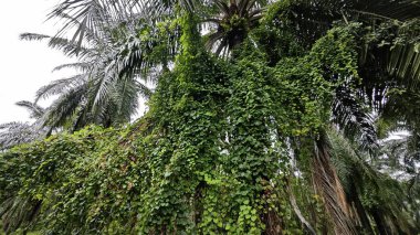 Yeşillik arazisi, açık arazide büyüyen tarla çalıları.   