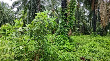 Yeşillik arazisi, açık arazide büyüyen tarla çalıları.   