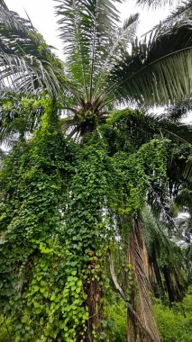 Yeşillik arazisi, açık arazide büyüyen tarla çalıları.   