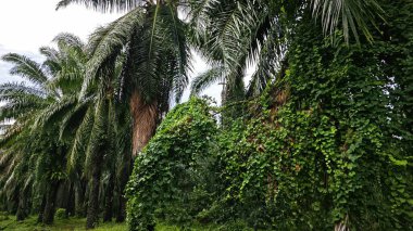 Yeşillik arazisi, açık arazide büyüyen tarla çalıları.   