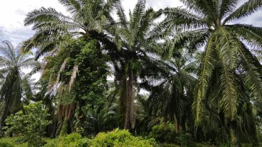 Yeşillik arazisi, açık arazide büyüyen tarla çalıları.   