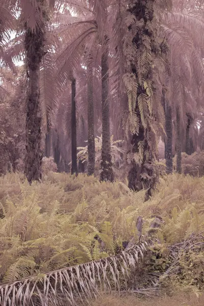 stock image infrared landscape scene  at the outdoor plantation overgrown bushes