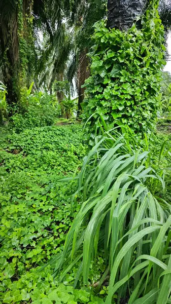 stock image Greenery landscape at the outdoor overgrown plantation bushes   