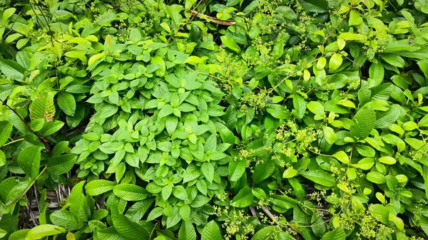 stock image Greenery landscape at the outdoor overgrown plantation bushes   