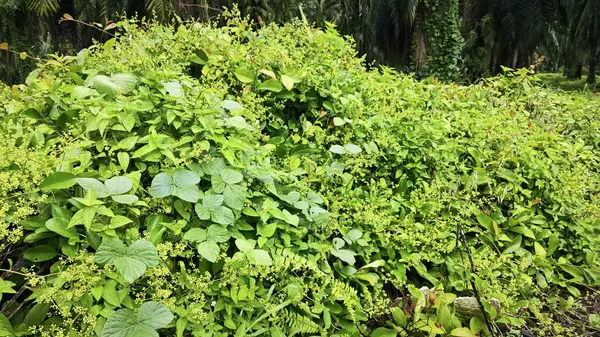 stock image Greenery landscape at the outdoor overgrown plantation bushes   