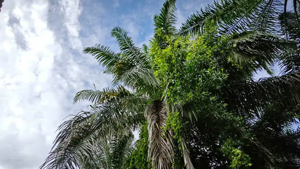 stock image Greenery landscape at the outdoor overgrown plantation bushes   