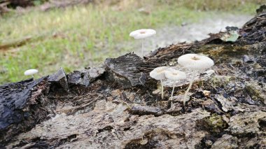 close shot of the pleated inkcap mushrooms sprouting out from the decaying trunk clipart