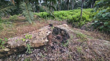 Tarlada çürüyen ya da çürüyen bir yağ ağacı.