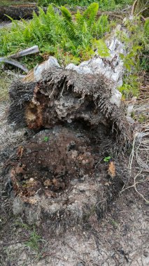 Tarlada çürüyen ya da çürüyen bir yağ ağacı.