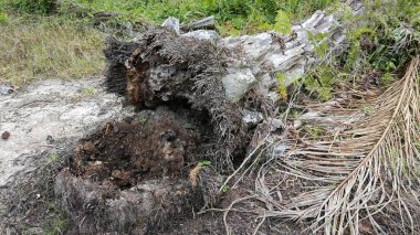 Tarlada çürüyen ya da çürüyen bir yağ ağacı.
